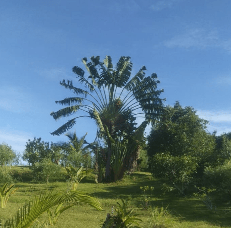 "MyzmbvideosDMBGLMB20252025 PHOTO WEBRavinala du jardin de La Maison BLanche .png"